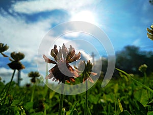 Trifolium repens, theÃÂ white clover also known asÃÂ Dutch clover,ÃÂ Ladino clover, orÃÂ Ladino photo